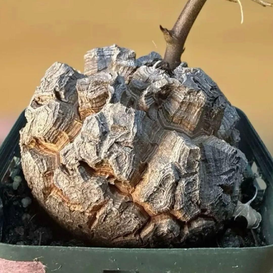 【極上】38 アフリカ亀甲竜 3号 バキバキ 速達 健康株