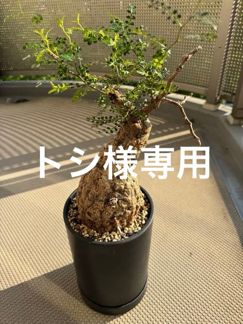 オペルクリカリア パキプス　発根済み　現地球　ベアルート　鉢付き　ボコ肌