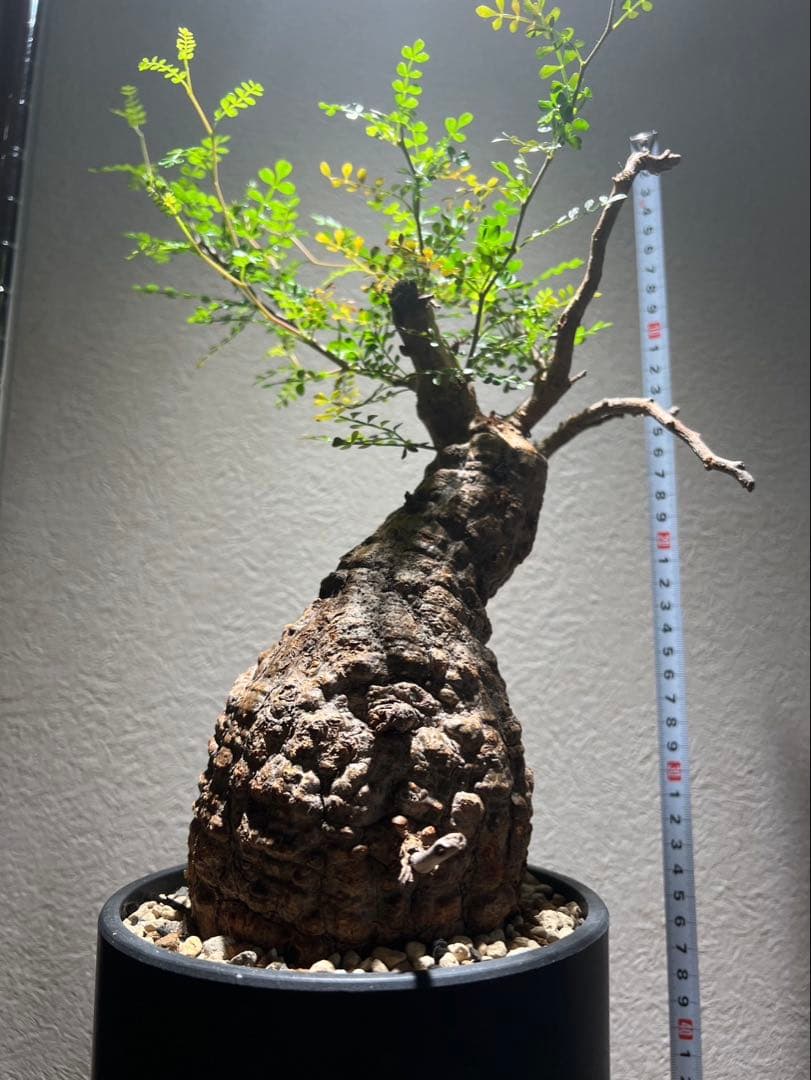 オペルクリカリア パキプス　発根済み　現地球　ベアルート　鉢付き　ボコ肌