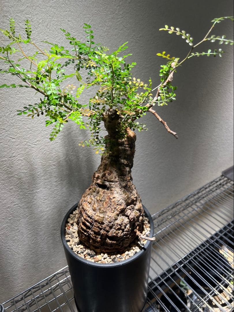 オペルクリカリア パキプス　発根済み　現地球　ベアルート　鉢付き　ボコ肌