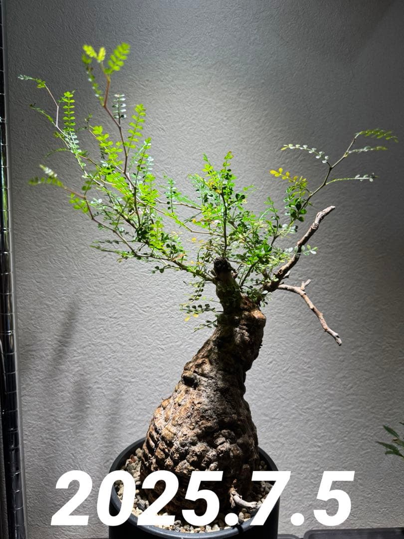 オペルクリカリア パキプス　発根済み　現地球　ベアルート　鉢付き　ボコ肌