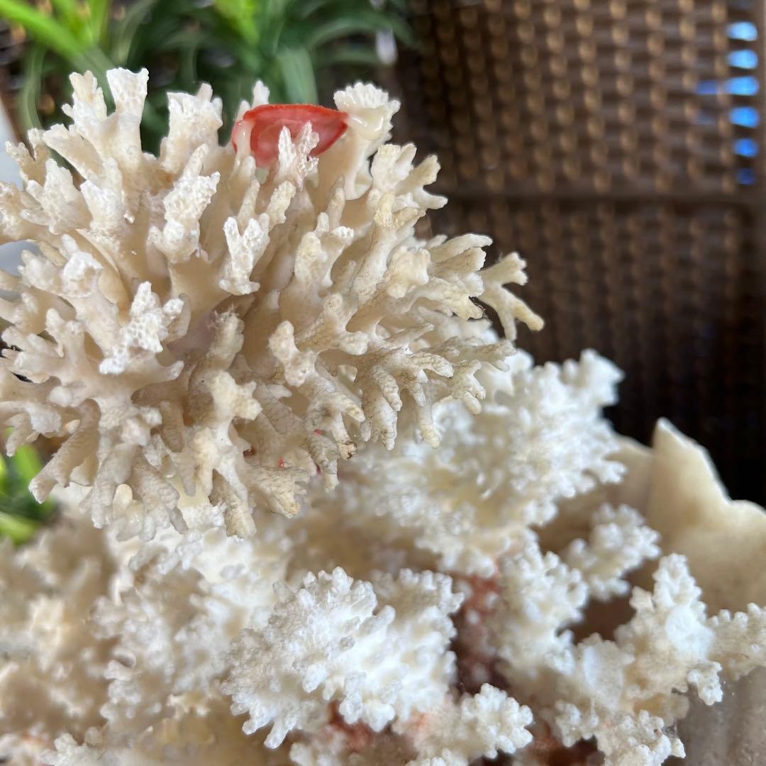 超特大 珊瑚 サンゴ コーラル ピンク オブジェ インテリア 貝