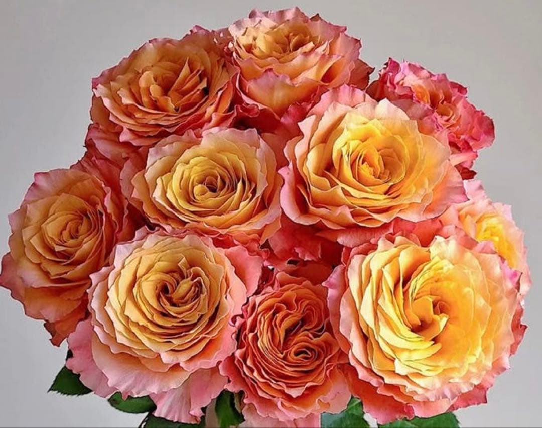 メイʕ•ᴥ•ʔ様ご連絡専用！