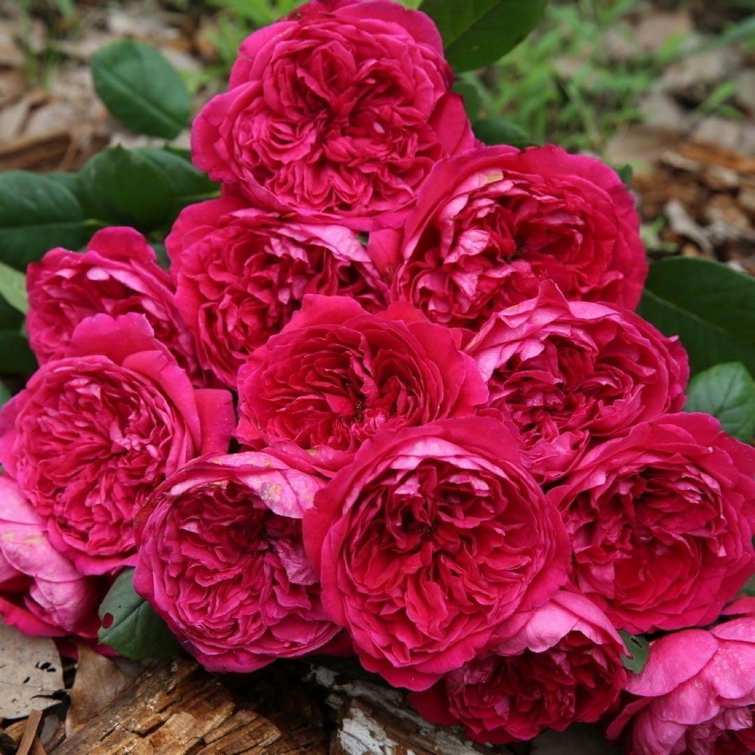 メイʕ•ᴥ•ʔ様ご連絡専用！