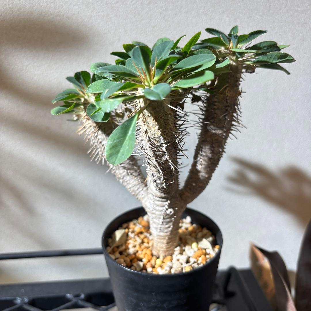 ユーフォルビアギラウミニアナ 4 現地球 良形 鉢ごとメルカリ便発送