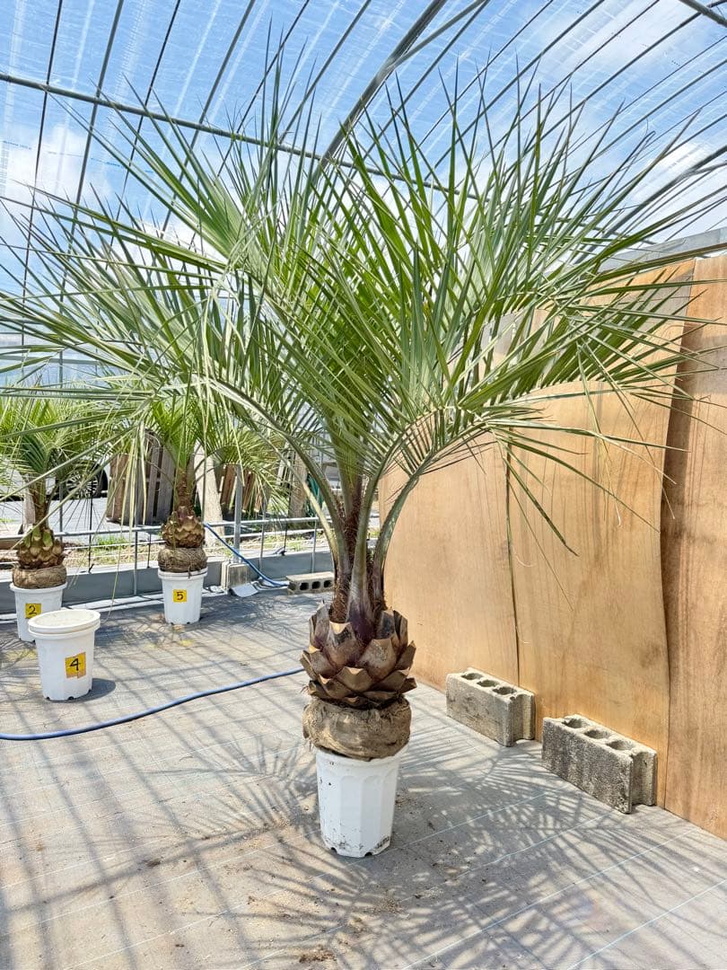 ココスヤシシルバーリーフ【極太】葉先 180cm幹回り105cm 幹高40cm