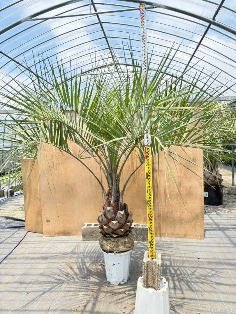 ココスヤシシルバーリーフ【極太】葉先 180cm幹回り105cm 幹高40cm