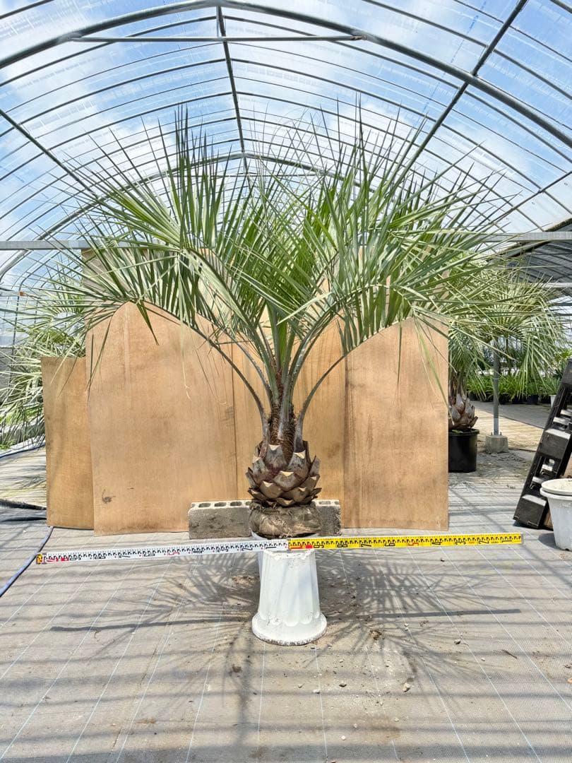 ココスヤシシルバーリーフ【極太】葉先 180cm幹回り105cm 幹高40cm