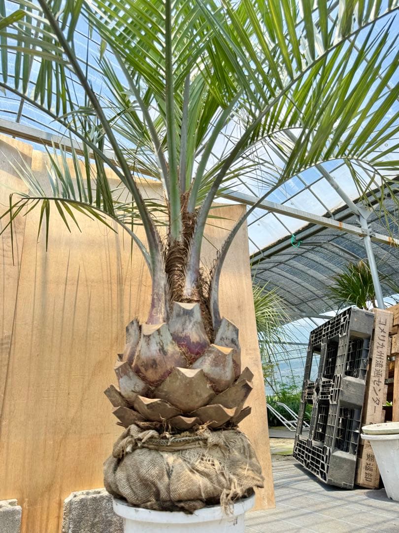 ココスヤシシルバーリーフ【極太】葉先 180cm幹回り105cm 幹高40cm