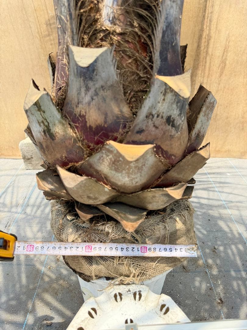 ココスヤシシルバーリーフ【極太】葉先 180cm幹回り105cm 幹高40cm