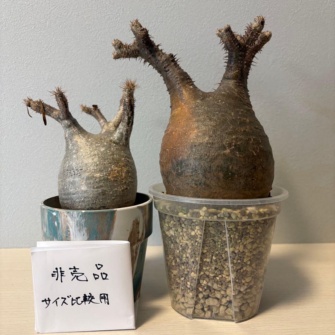 パキポディウム・グラキリス①　発根済み　現地球