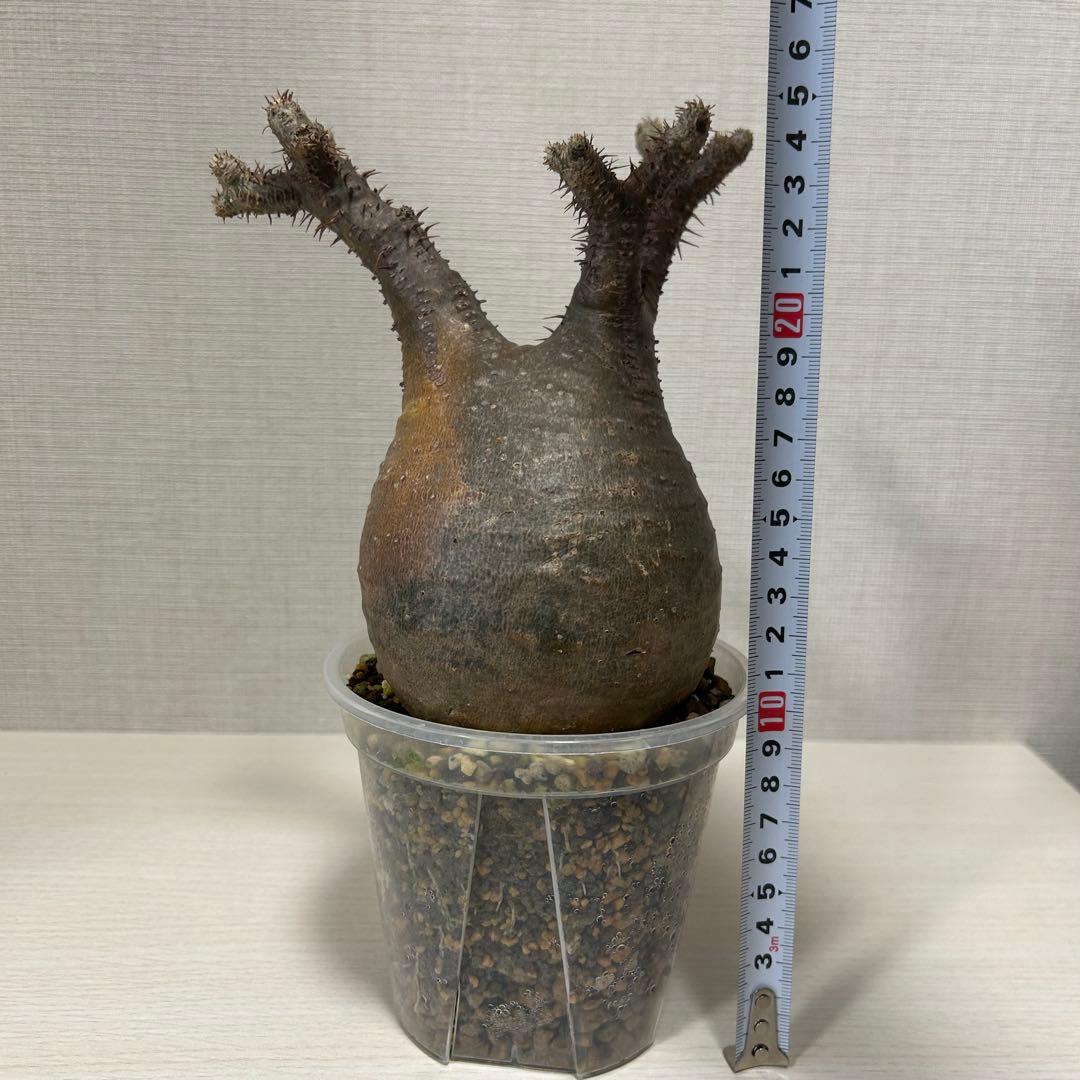 パキポディウム・グラキリス①　発根済み　現地球