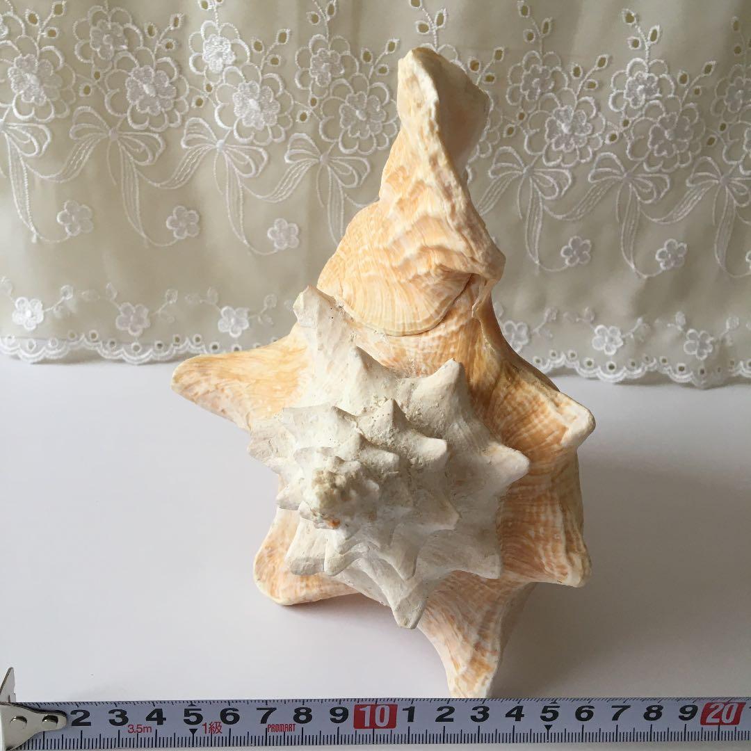 貝の置物