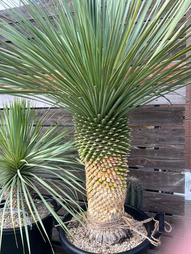 ユッカ ロストラータ幹太　多肉植物