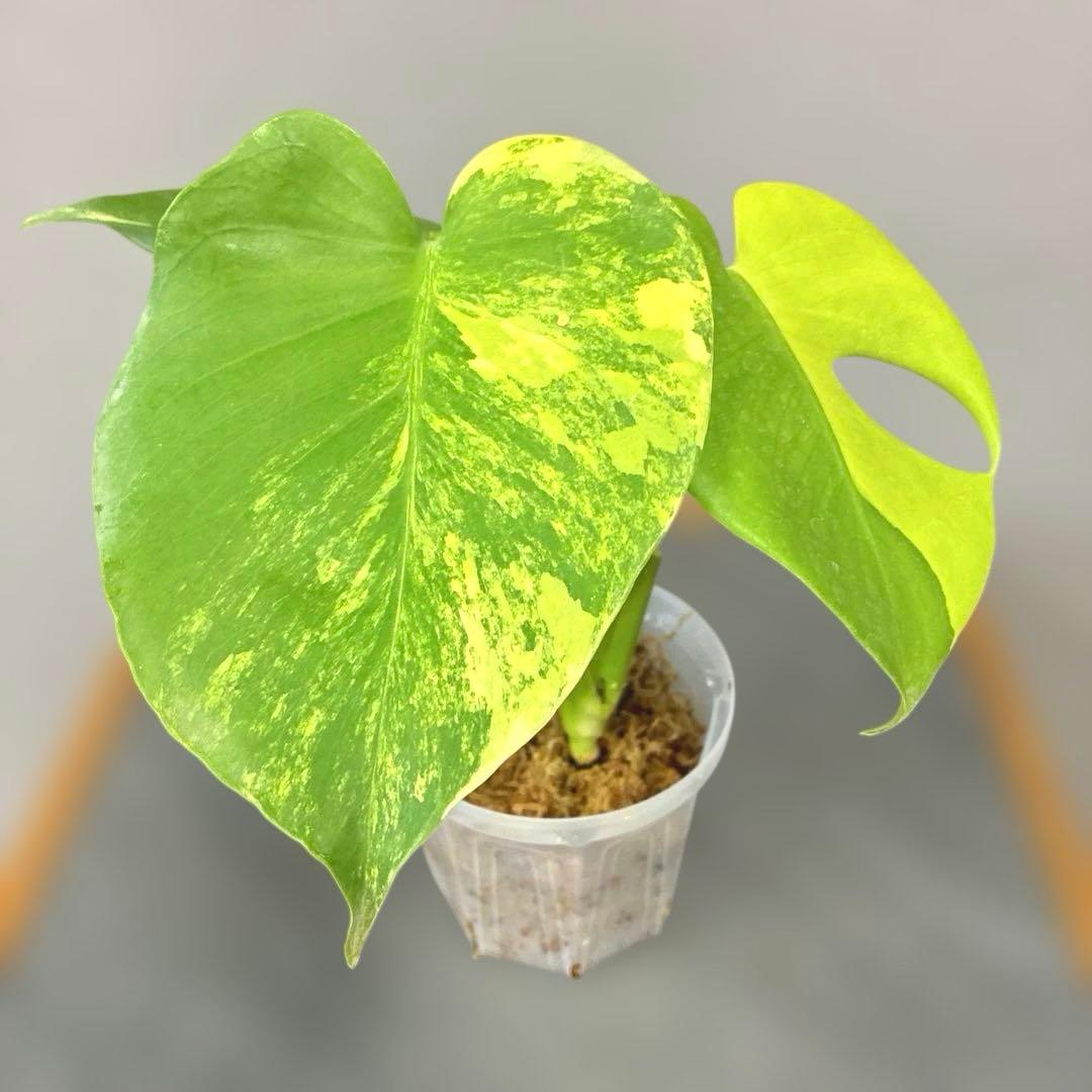 超絶希少❗️モンステラ　デリシオーサ　ポンポン✨