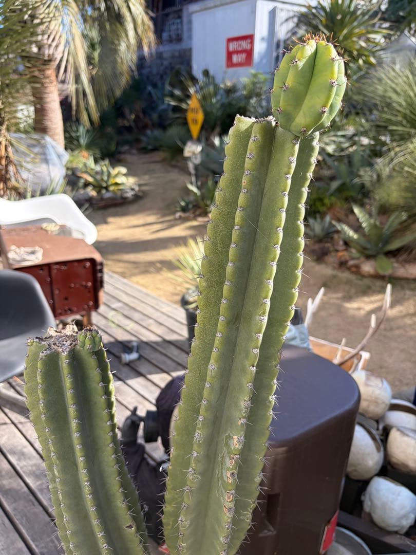 耐寒性強！柱サボテン　ブランチ◇ドライガーデン南国リゾート多肉アガベ ユッカ島