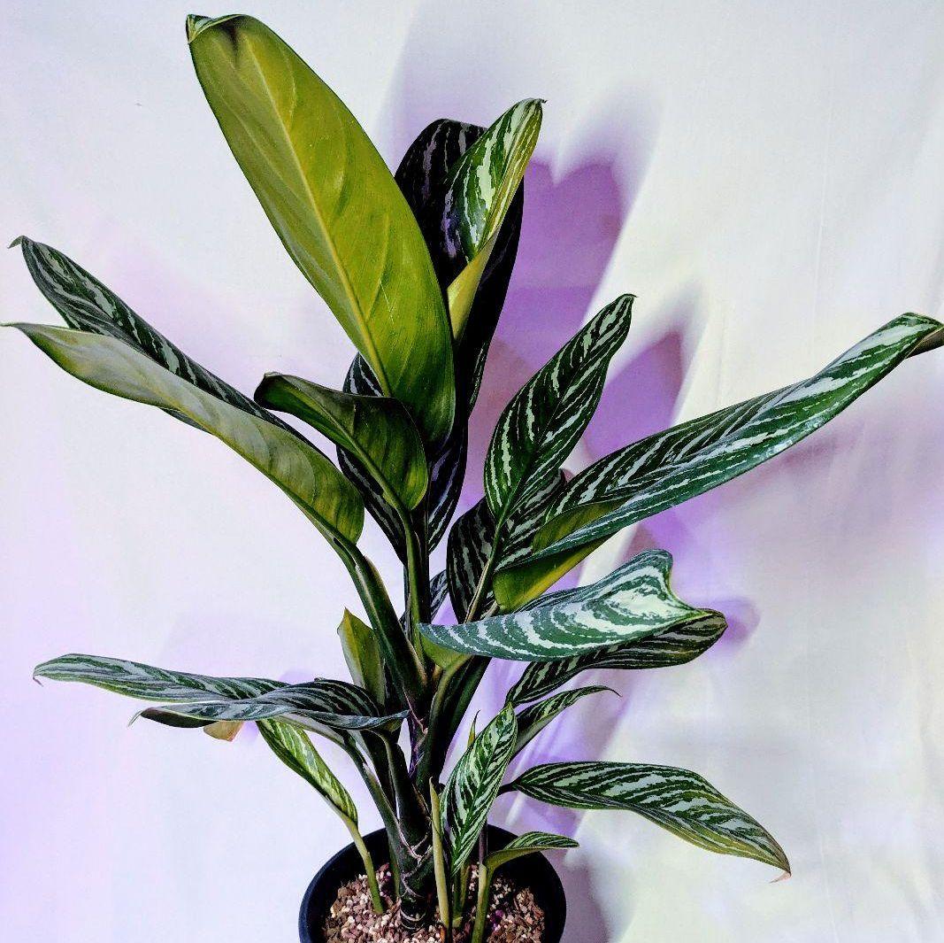 2520 アグラオネマカーティシーAgleonema Curtisii