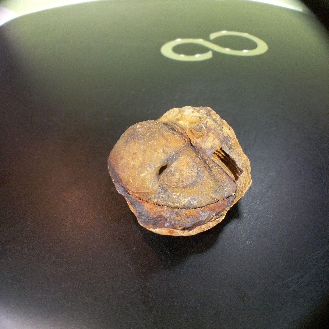 三葉虫　南米産　化石　fossil　ボリビア産　trilobite　南米化石郡③