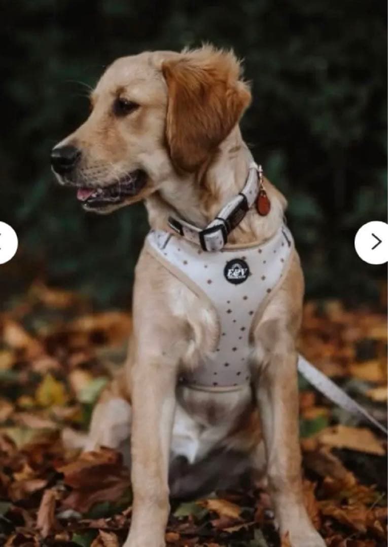 【イギリス製】中型、大型犬　カラー、ハーネス、リード、プーバック　4点セット