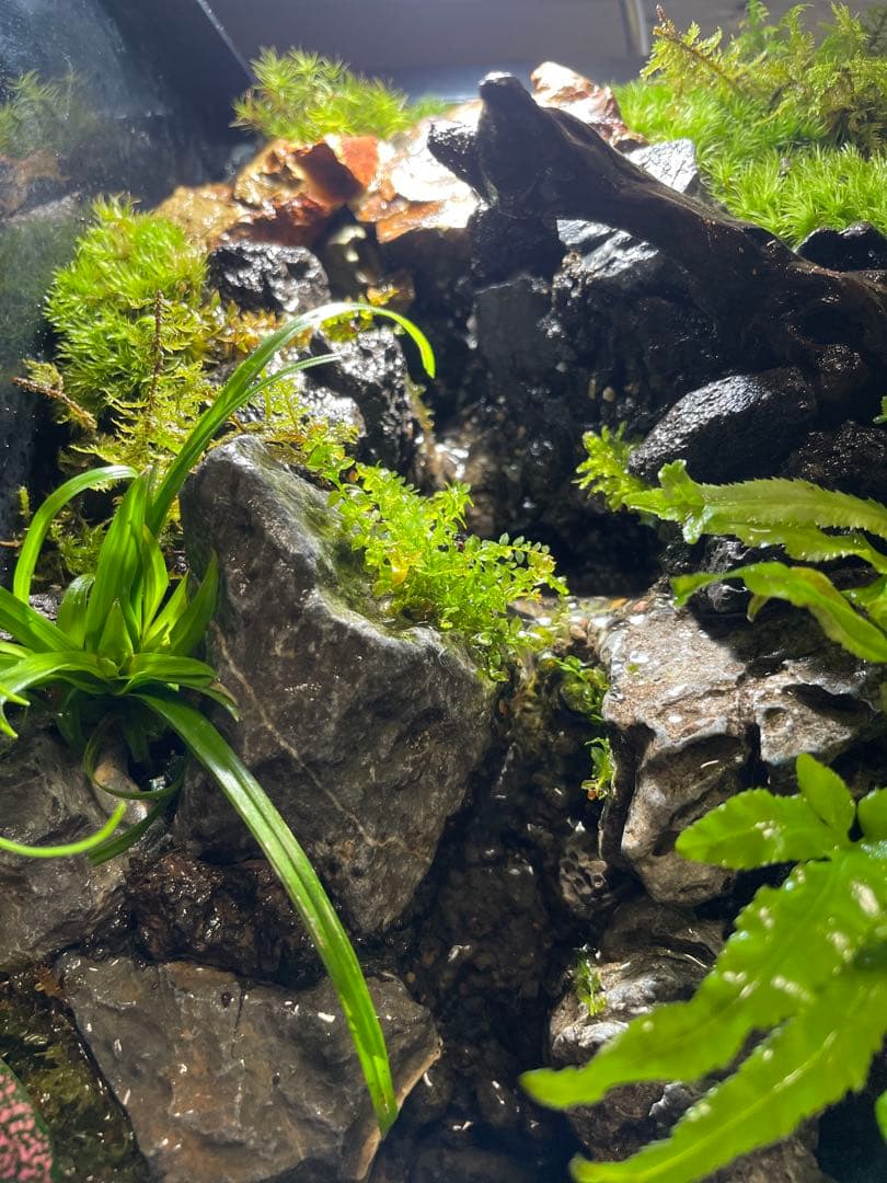 【完成品】2段の滝があるアクアテラリウム