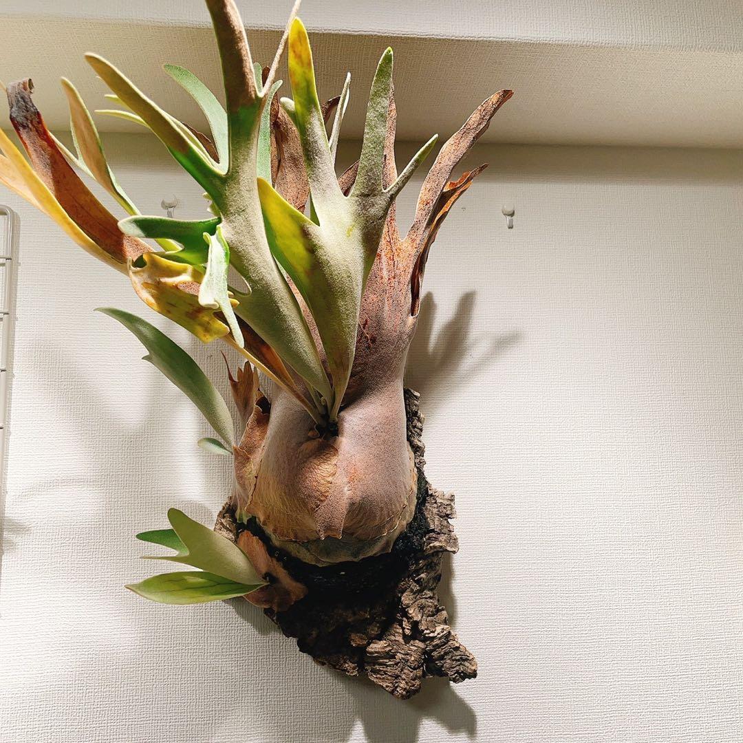 ビカクシダ P. 'Hakuna Matata' F301 OC 子株