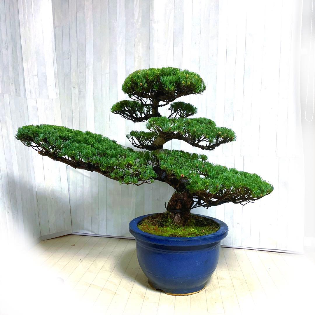じ*ぱ様 銀八房五葉松『盆栽』樹齢推定40年以上。全長100㎝。