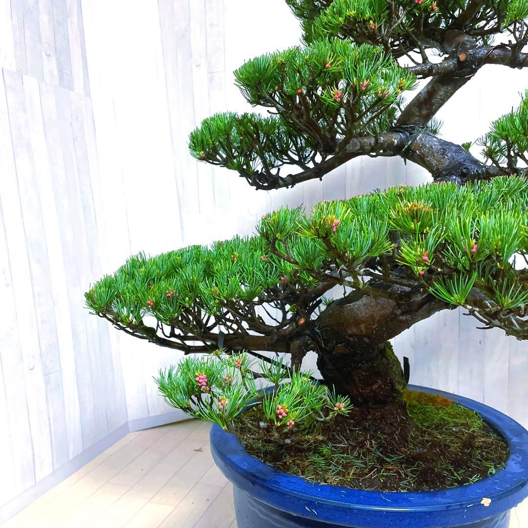 じ*ぱ様 銀八房五葉松『盆栽』樹齢推定40年以上。全長100㎝。