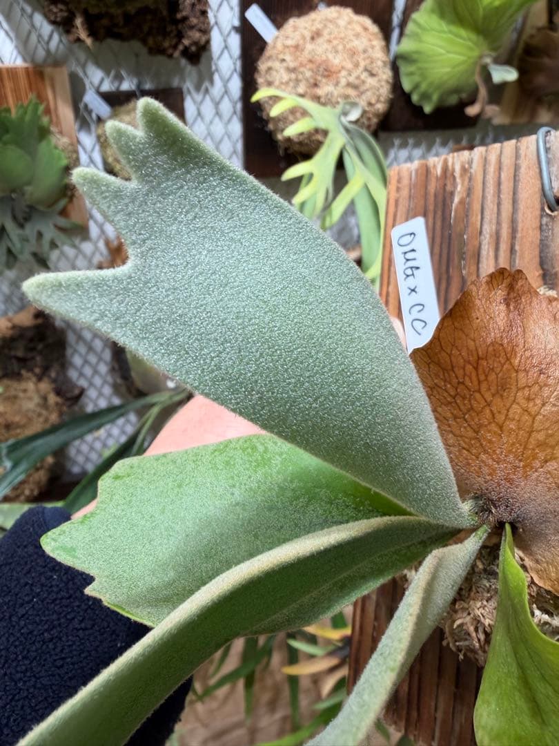 OMG×コットンクラウド　子株　板付け　ビカクシダ