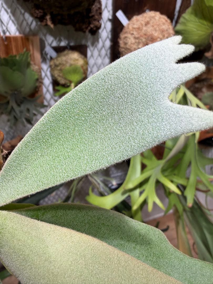 OMG×コットンクラウド　子株　板付け　ビカクシダ