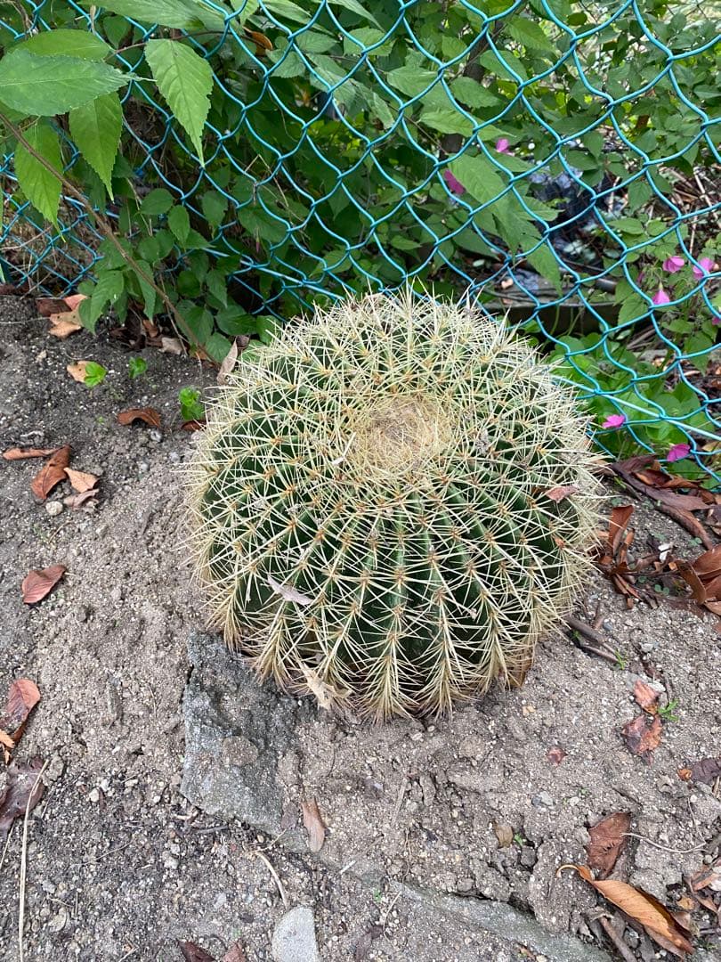 球形サボテン 緑色と白色のトゲ