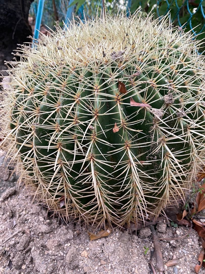 球形サボテン 緑色と白色のトゲ