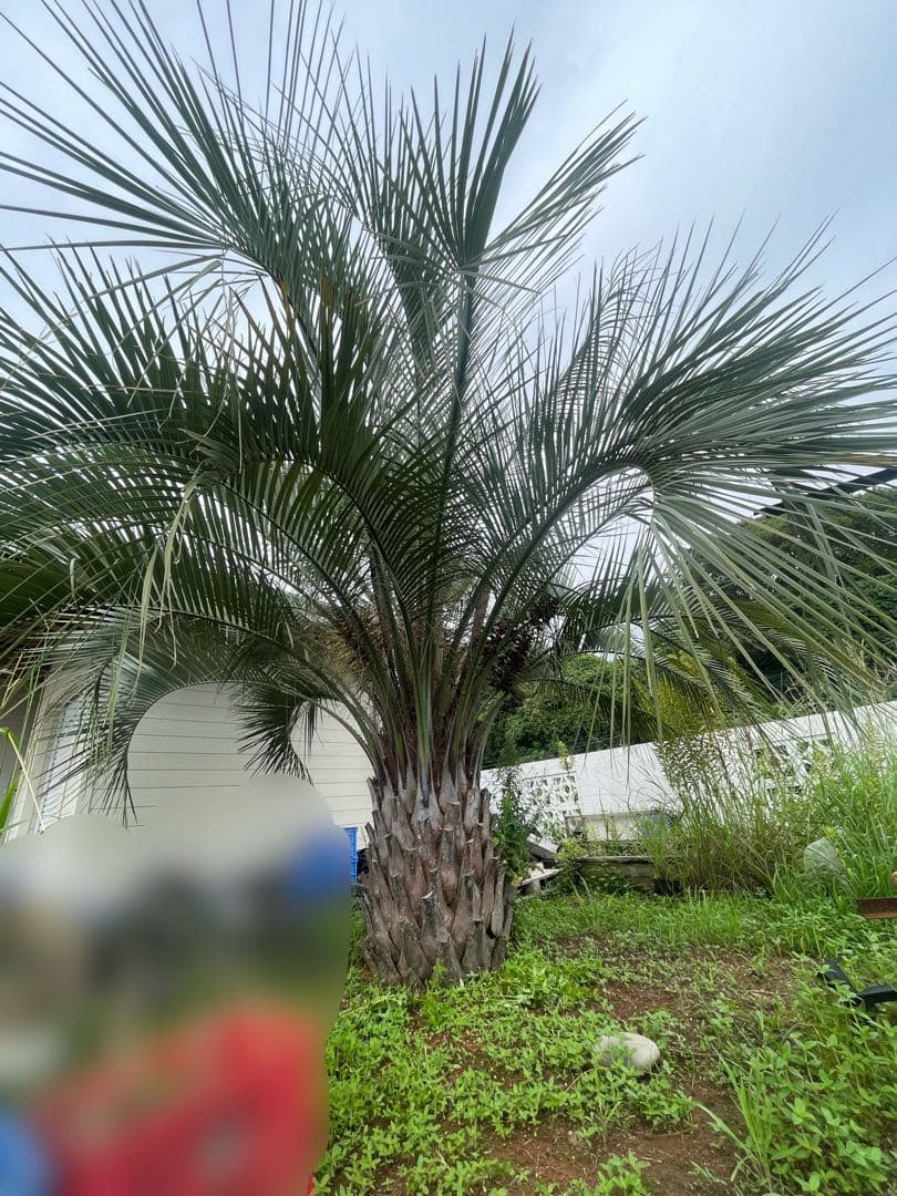 ココスヤシ　人気サイズ　極太　葉尺４m シンボルツリー
