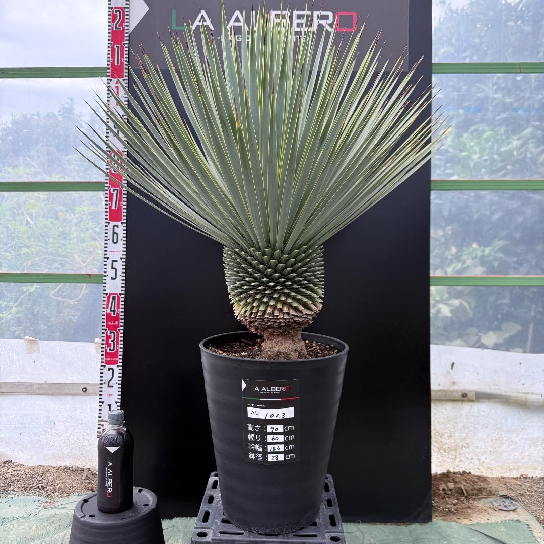 【AL1023】ユッカ　ロストラータ