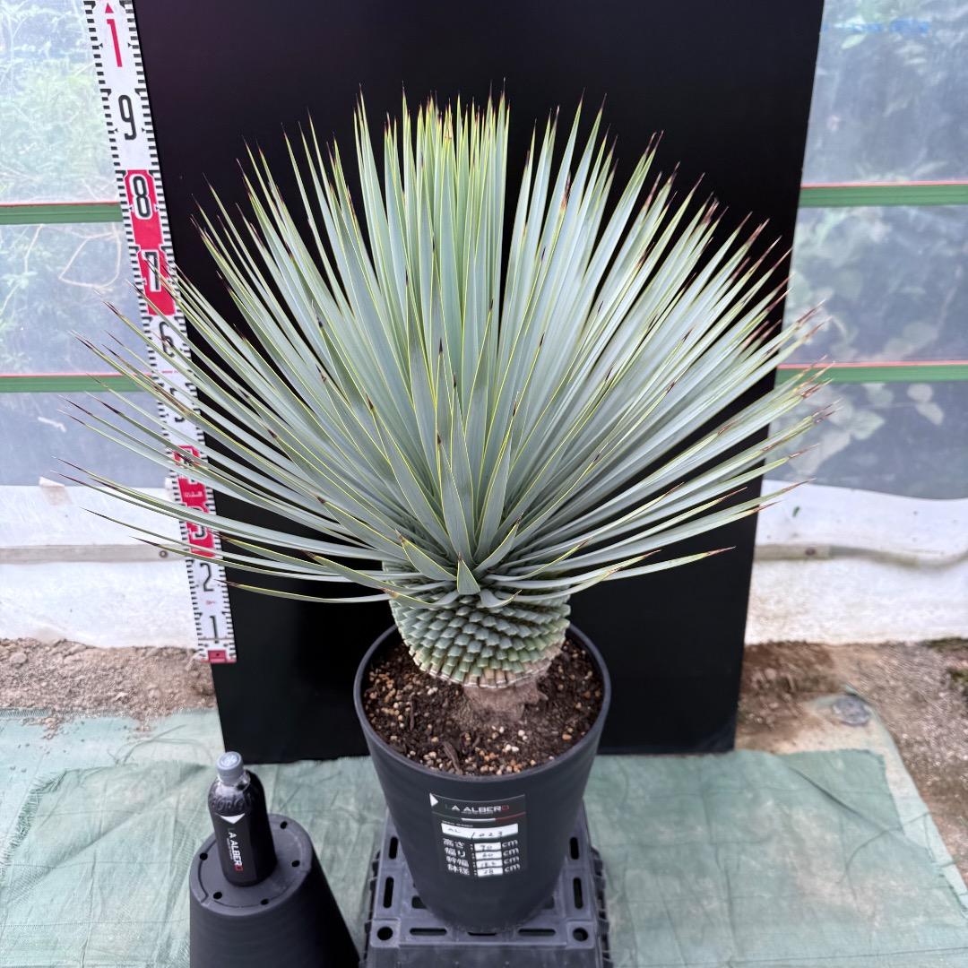 【AL1023】ユッカ　ロストラータ