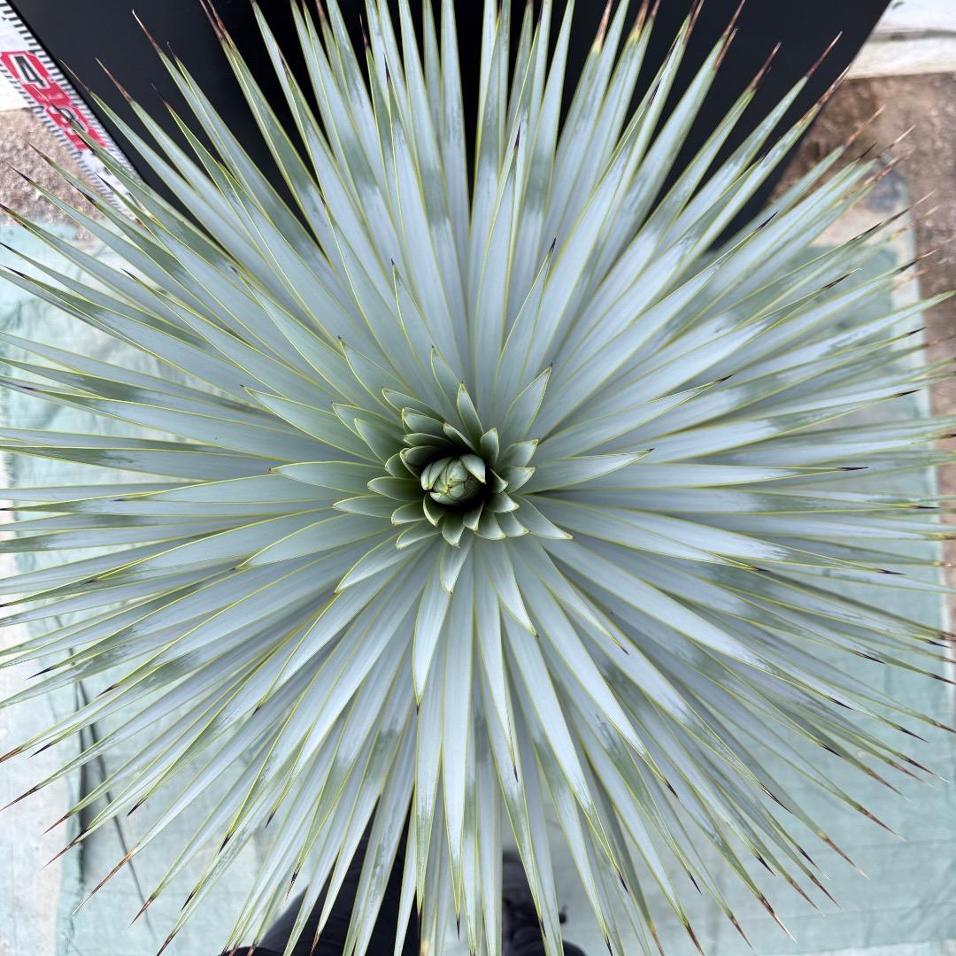 【AL1023】ユッカ　ロストラータ