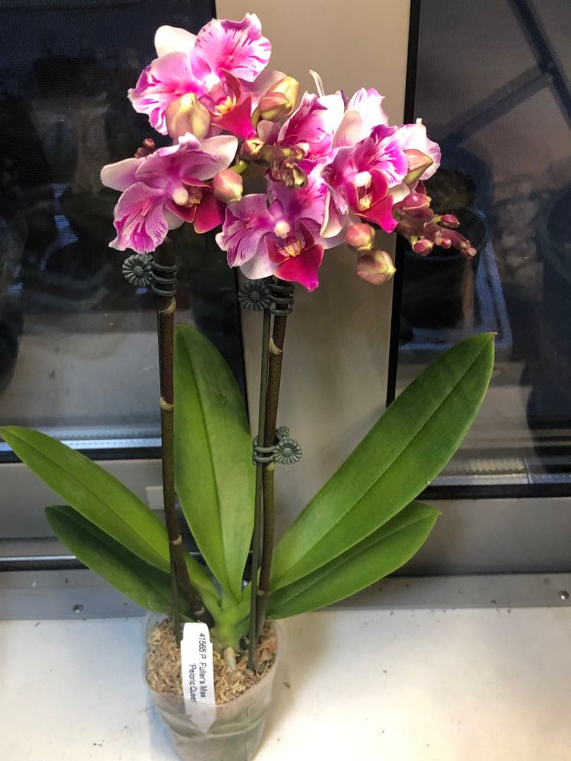 希少蘭　胡蝶蘭　レア　2本立ち