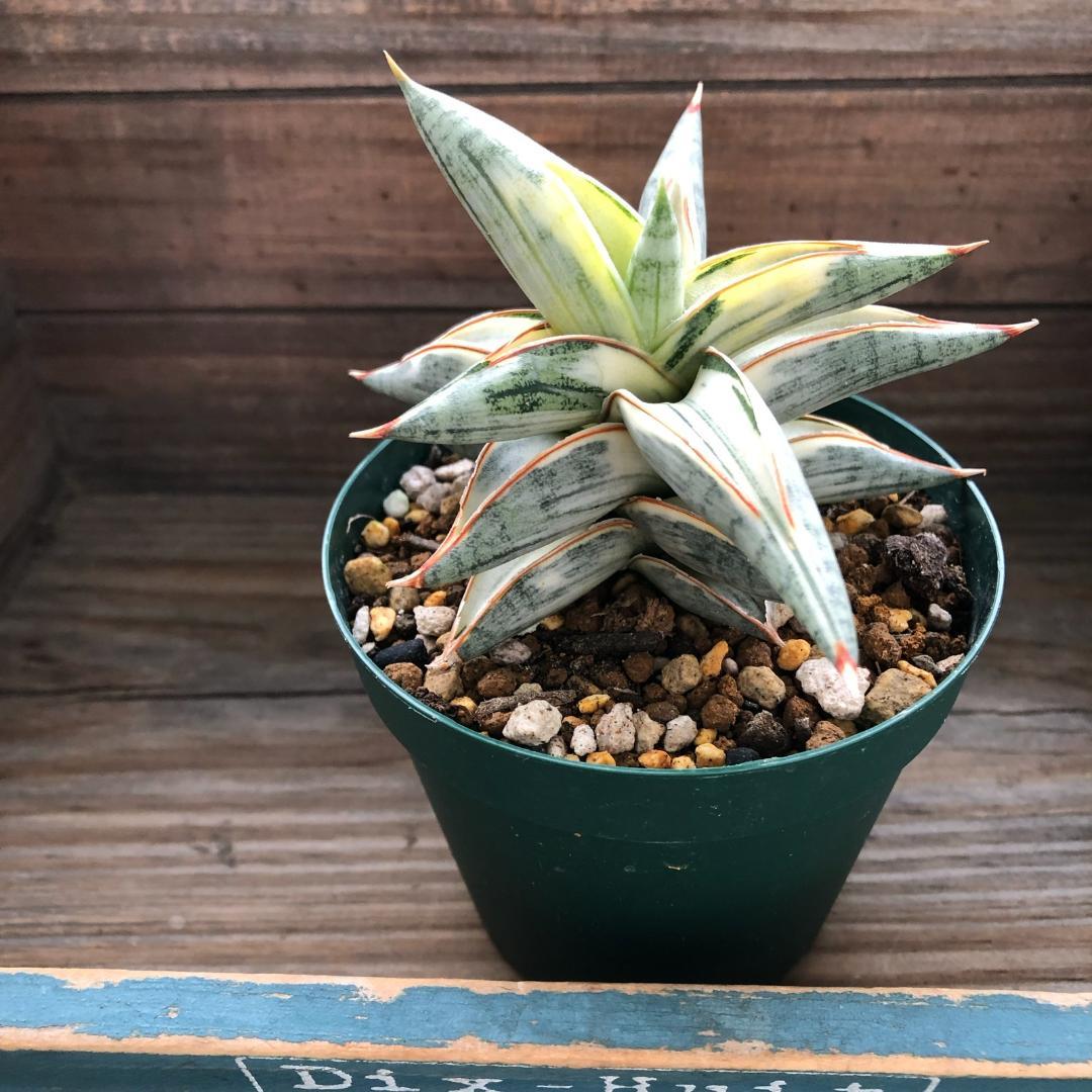 ○ポットごと♡lav.1970♡サンセベリア♡希少