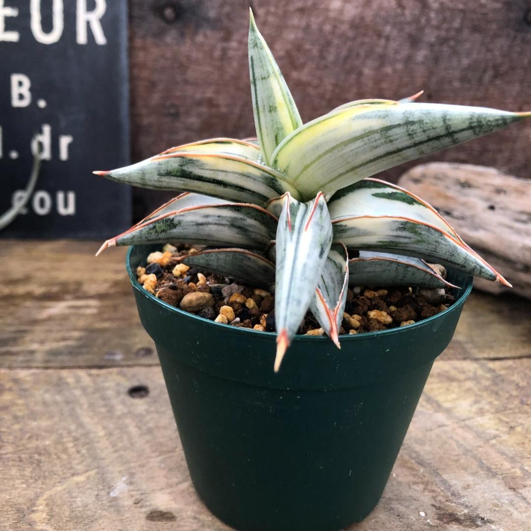 ○ポットごと♡lav.1970♡サンセベリア♡希少