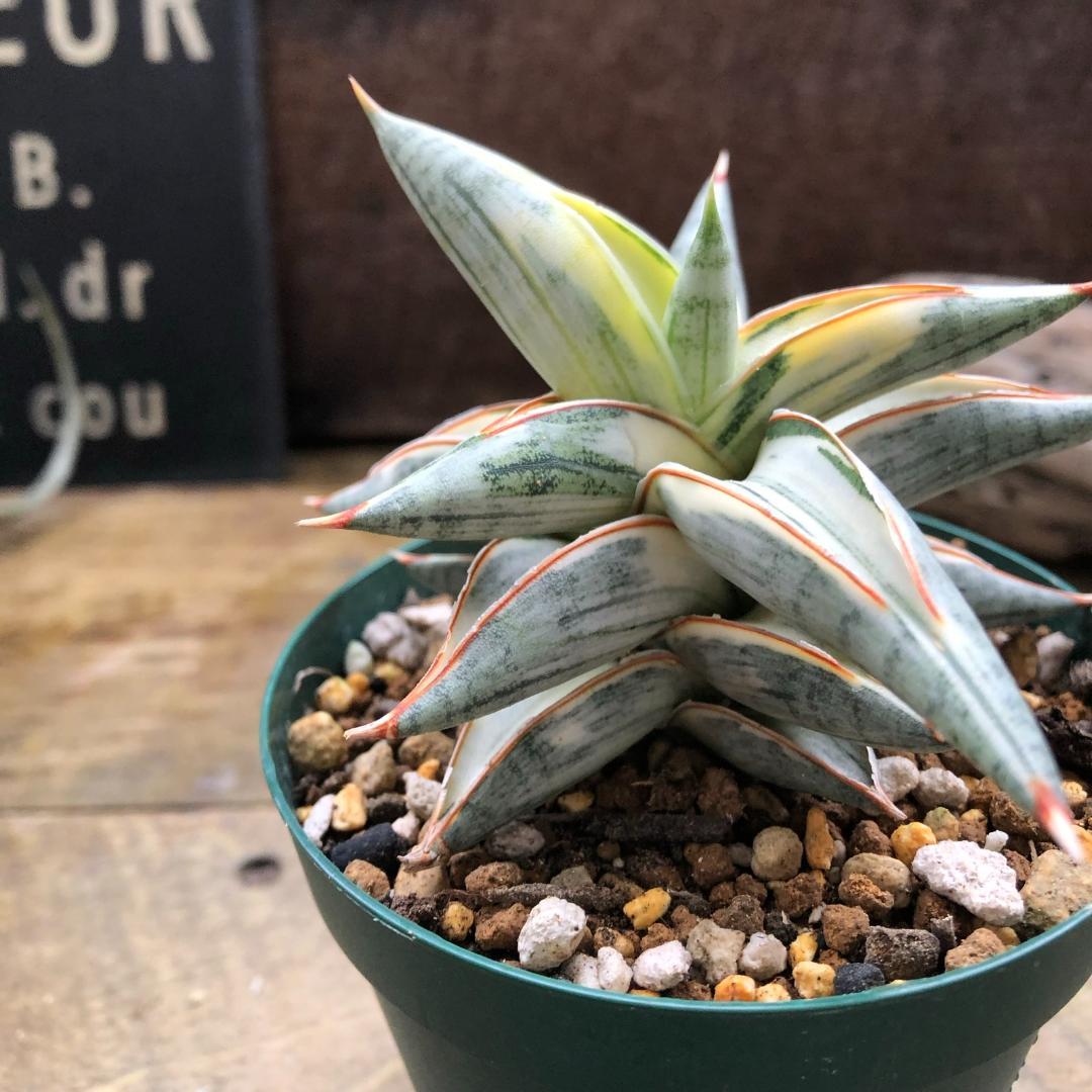 ○ポットごと♡lav.1970♡サンセベリア♡希少