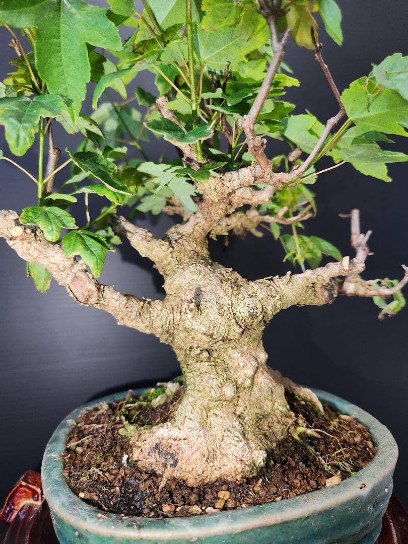 楓 かえで 楓盆栽 楓盆栽 小品盆栽 足元極太