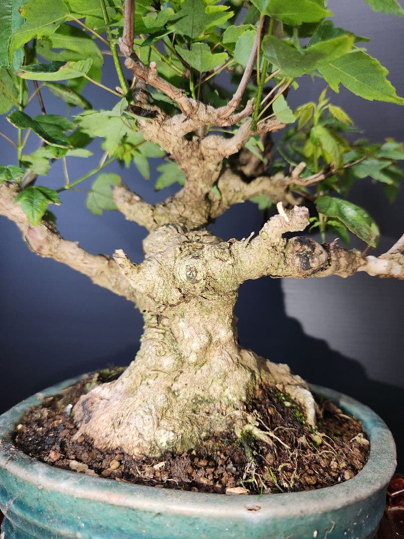 楓 かえで 楓盆栽 楓盆栽 小品盆栽 足元極太