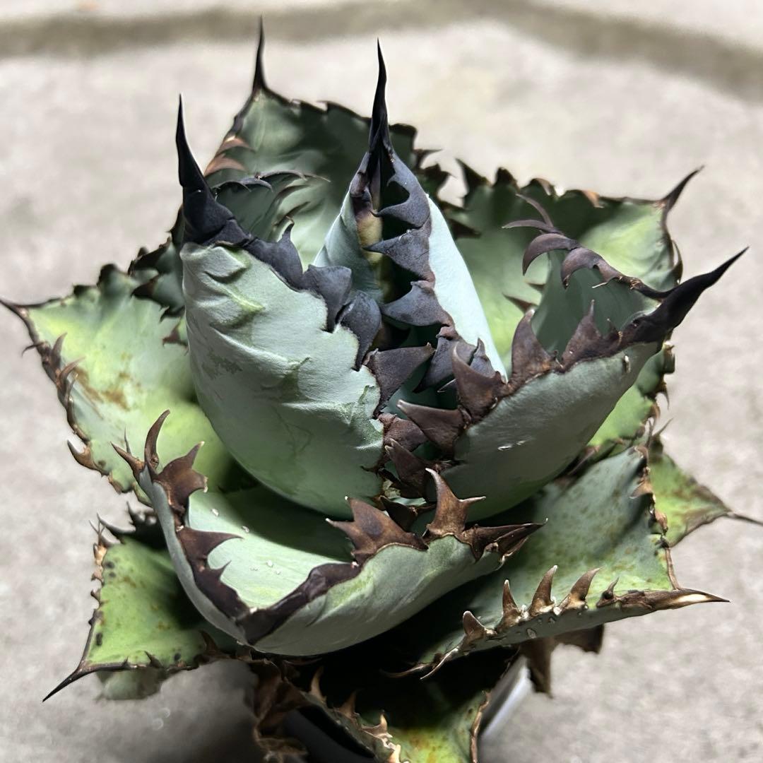 【子株】 agave titanota beast アガベ チタノタ ビースト
