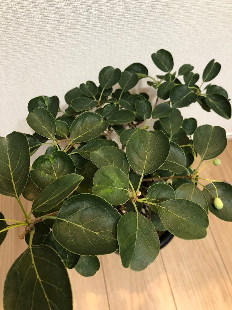 ナンジモンジャ ヒトツバタコ 盆栽