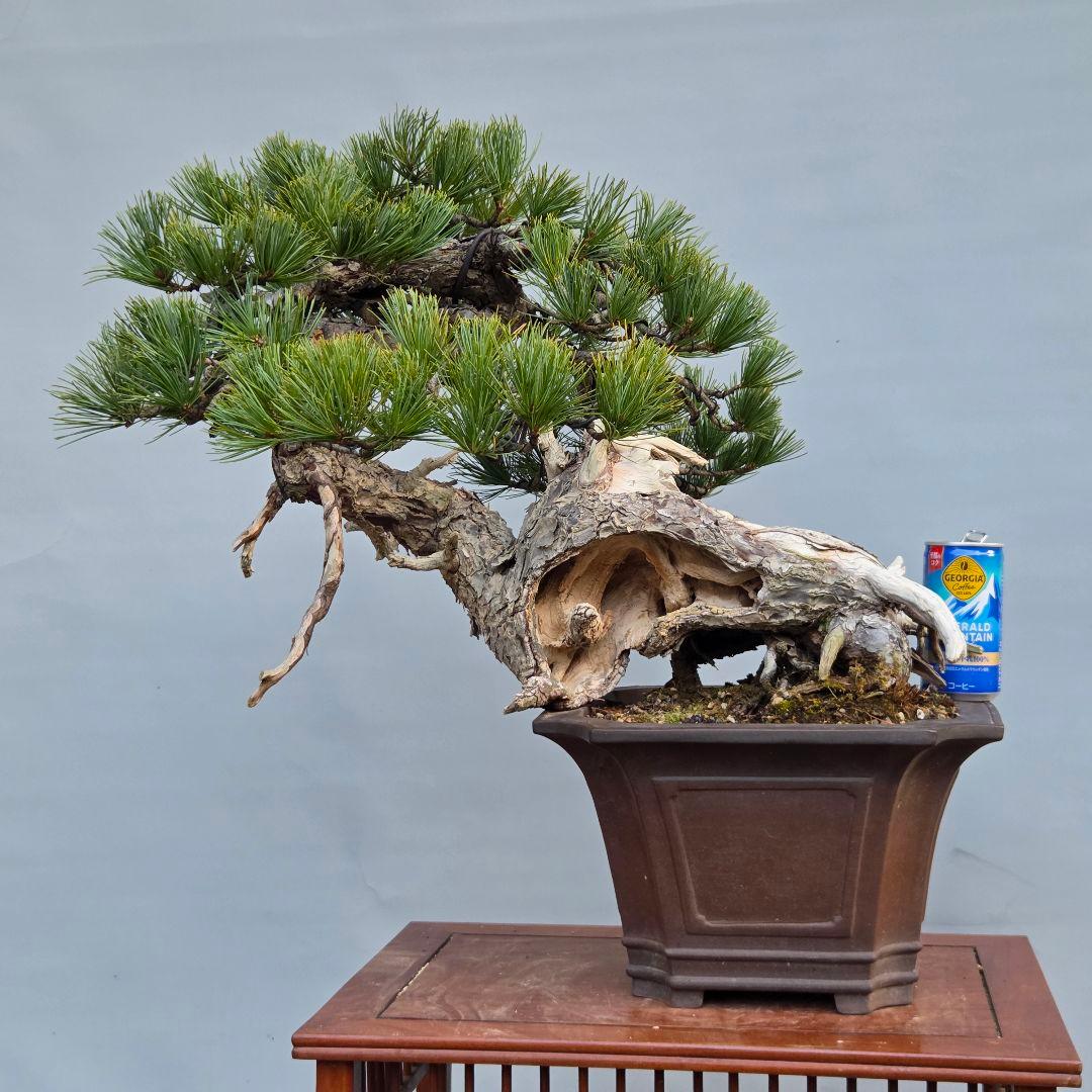 五葉松　[山木舎利幹半懸崖]]　大品盆栽