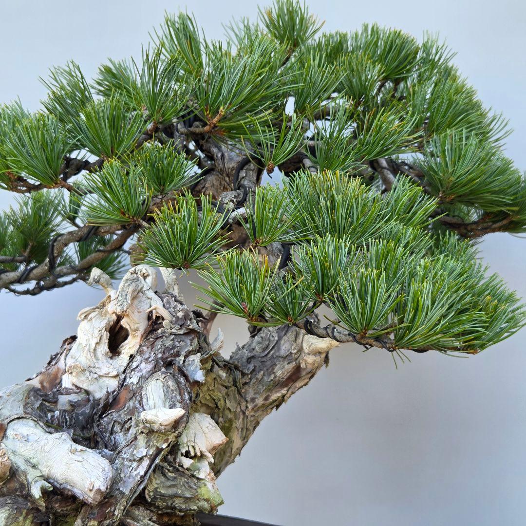 五葉松　[山木舎利幹半懸崖]]　大品盆栽