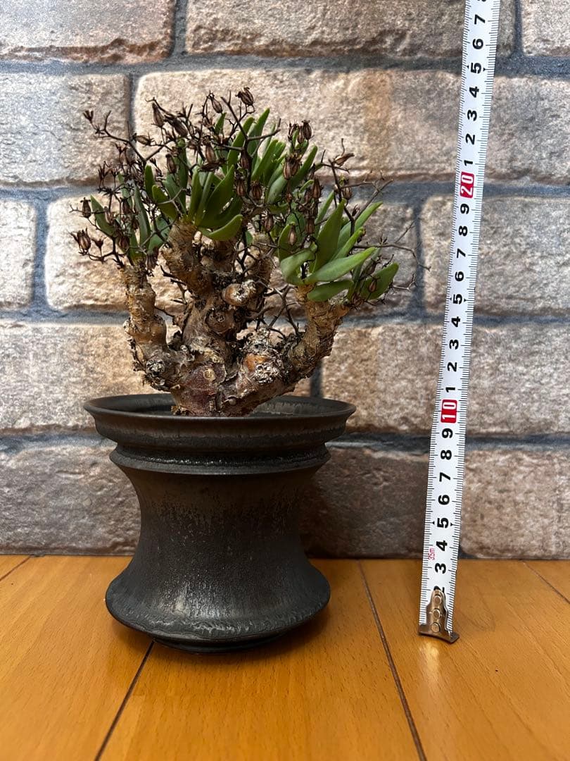 現地株 チレコドン レティキュラータス 万物想　渋谷英一作家鉢付き