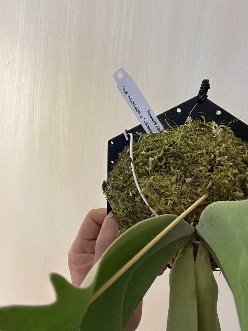 ビカクシダ willinckii mix spore Predator, SPA,Kai 2