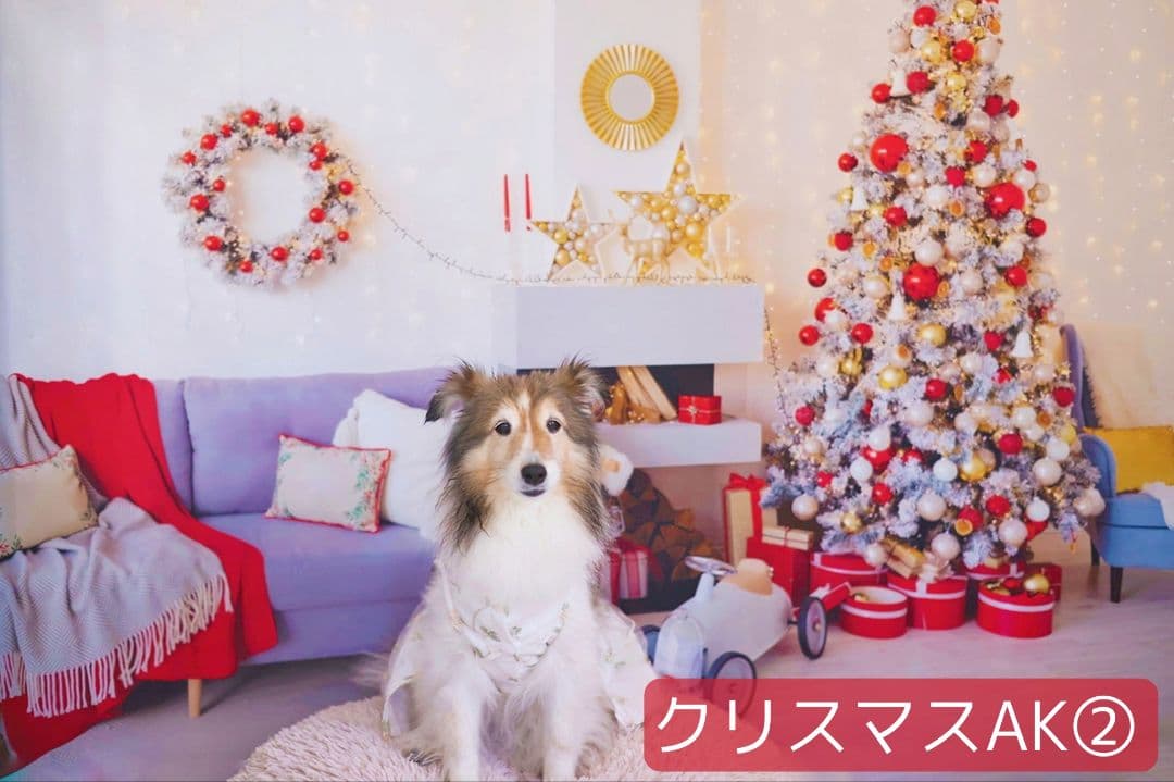 業務用　2026年お正月トリミングチョーカー+背景布×3　ペット、犬撮影用ブース