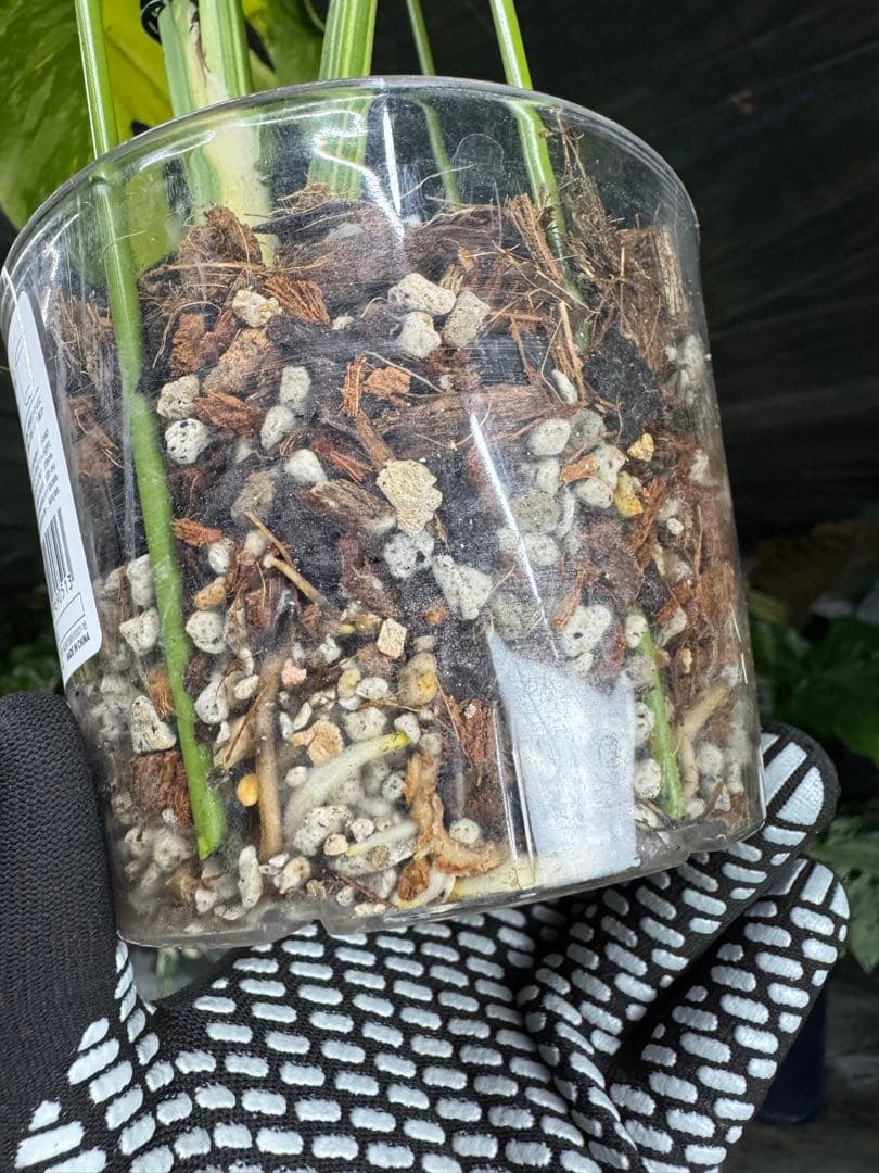 モンステラ　デリシオーサ　エレクトロライト　美斑入り