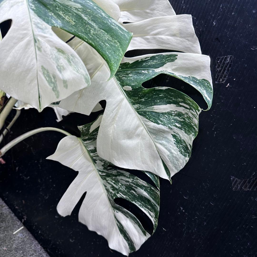 a*i様 様 斑入りモンステラ ホワイトタイガー極美大株72cm白斑多